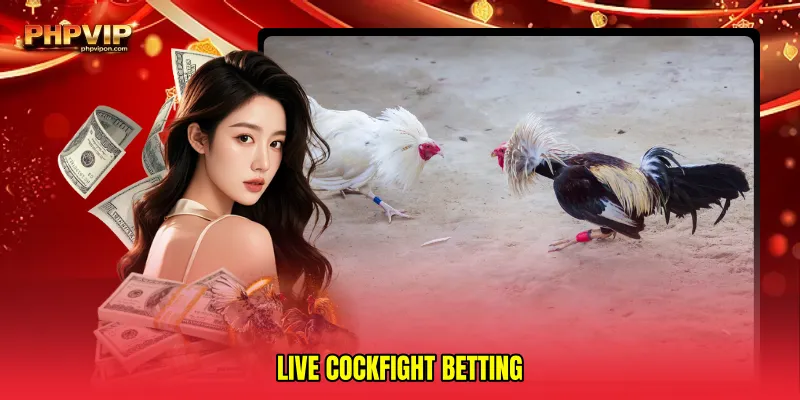 Live cockfight betting